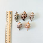 Banded Tulip Seashells (Bundle of 5) Different Size Options
