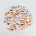 50 Mini Florida Seashells Bundle