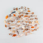 50 Mini Florida Seashells Bundle