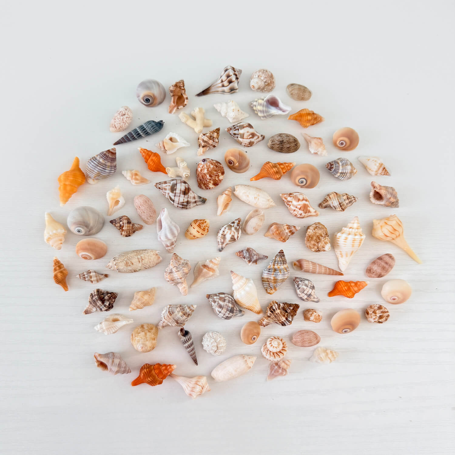 50 Mini Florida Seashells Bundle