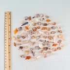 50 Mini Florida Seashells Bundle