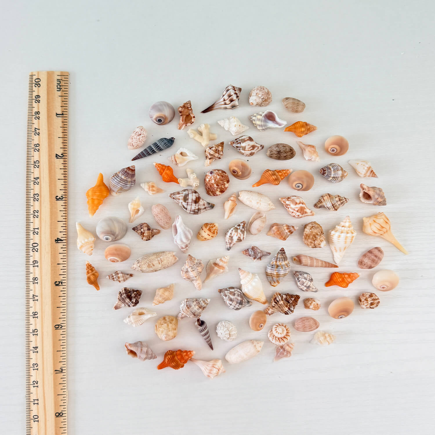 50 Mini Florida Seashells Bundle