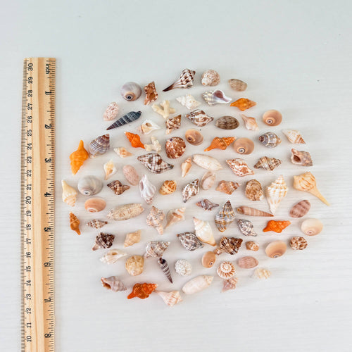 50 Mini Florida Seashells Bundle