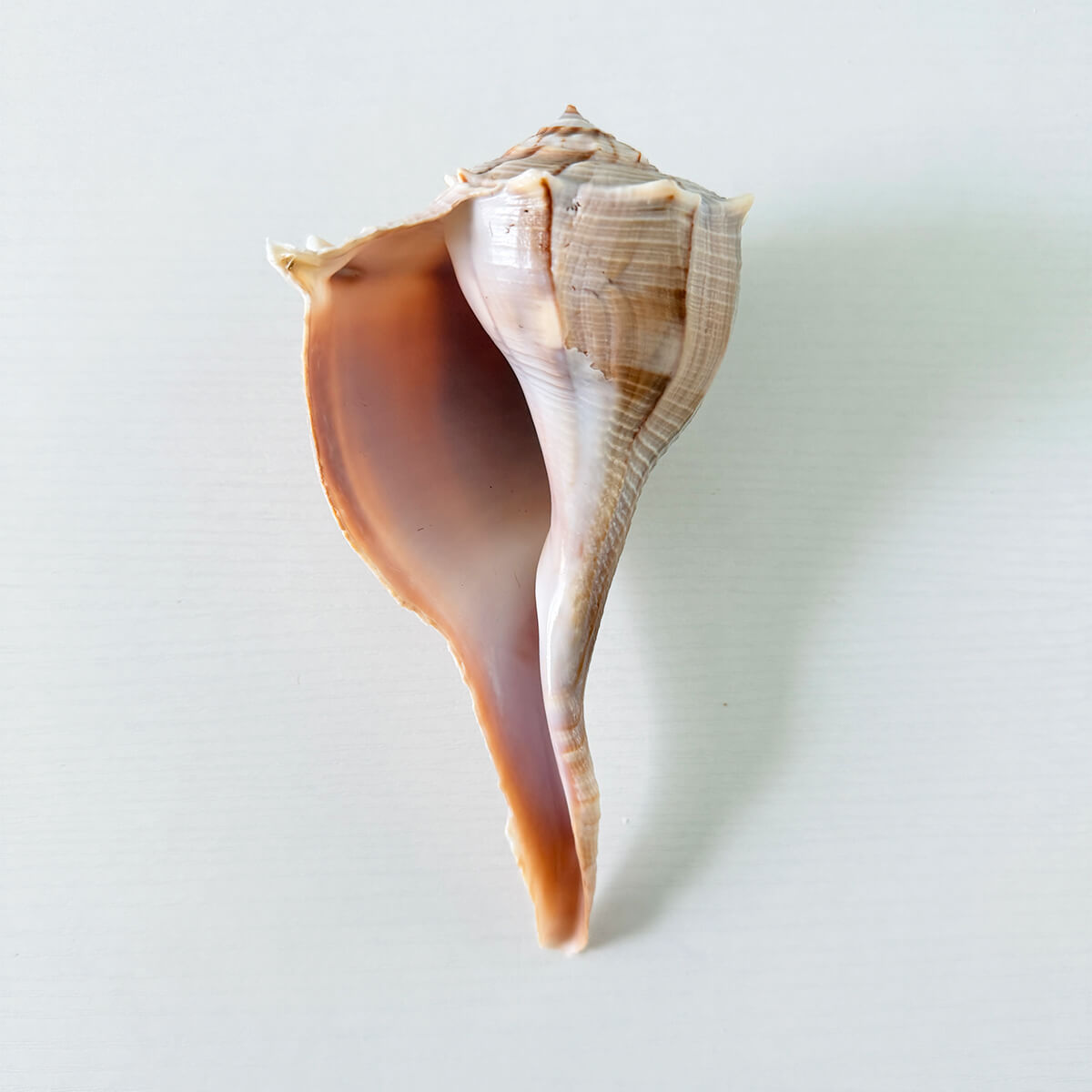 Florida Lightning Whelk Seashell