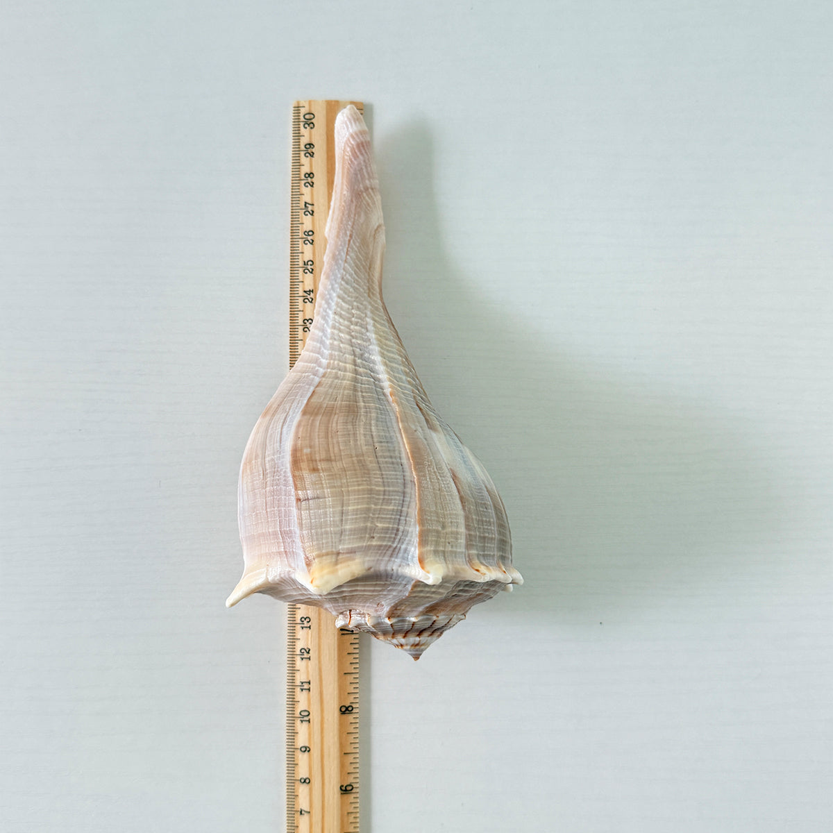 Florida Lightning Whelk Seashell