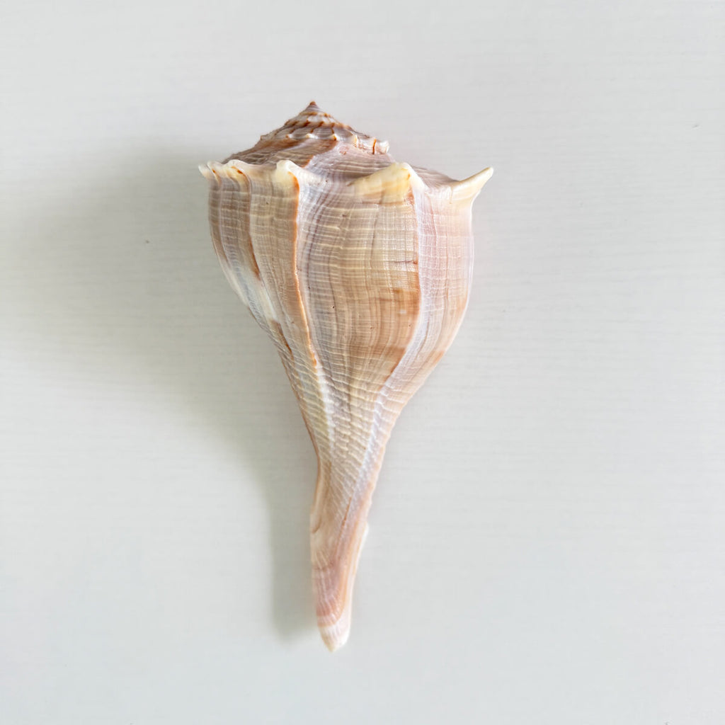 Florida Lightning Whelk Seashell