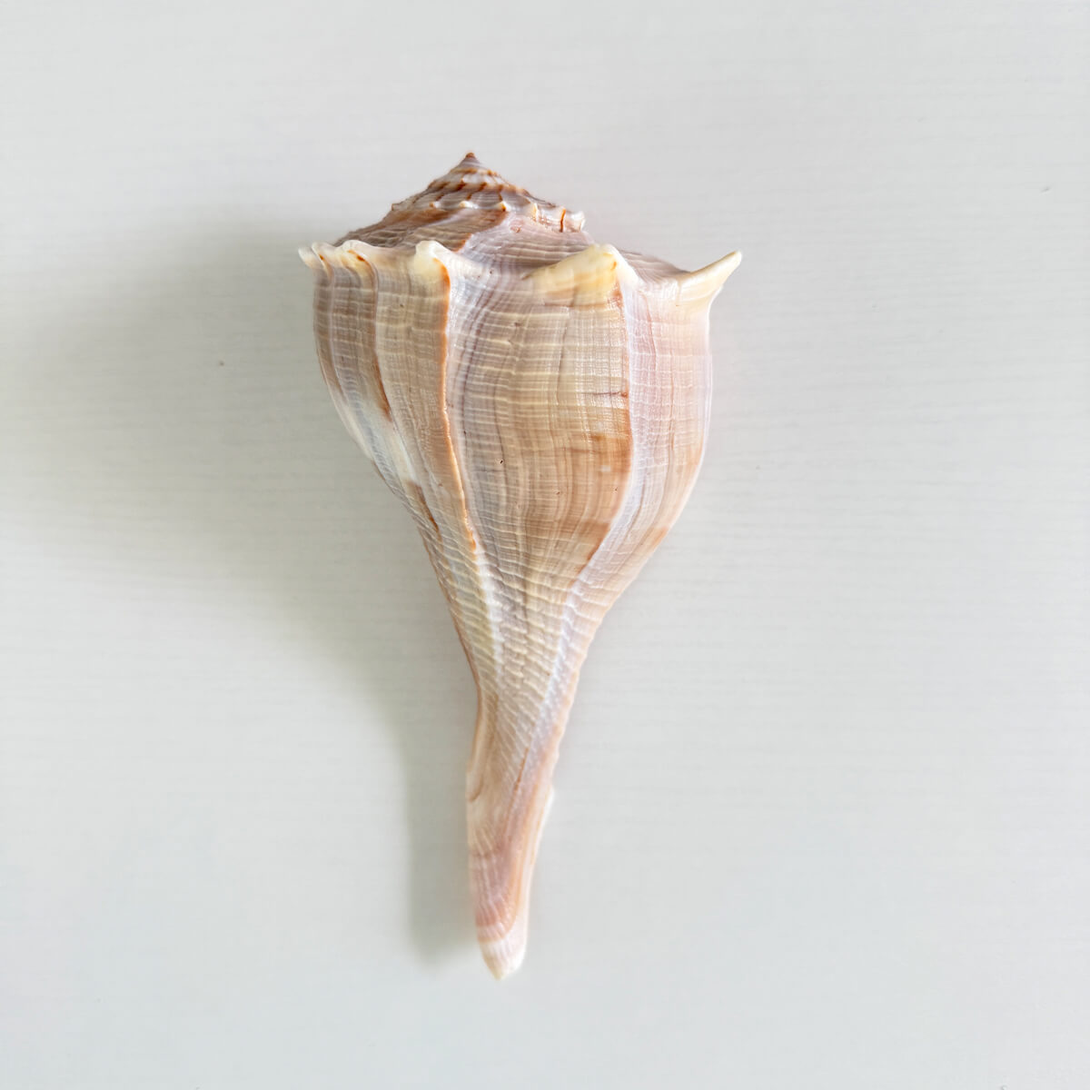 Florida Lightning Whelk Seashell