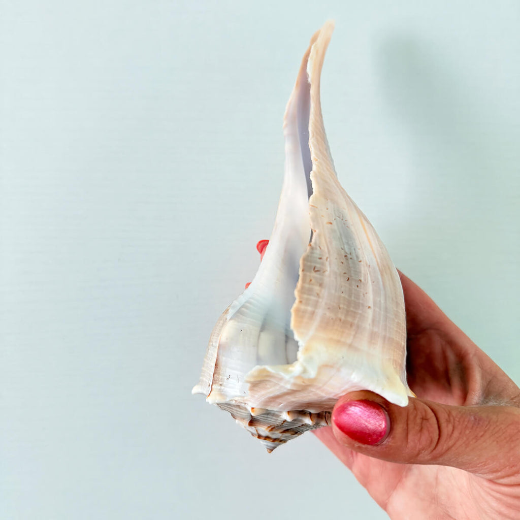 Florida Lightning Whelk Seashell