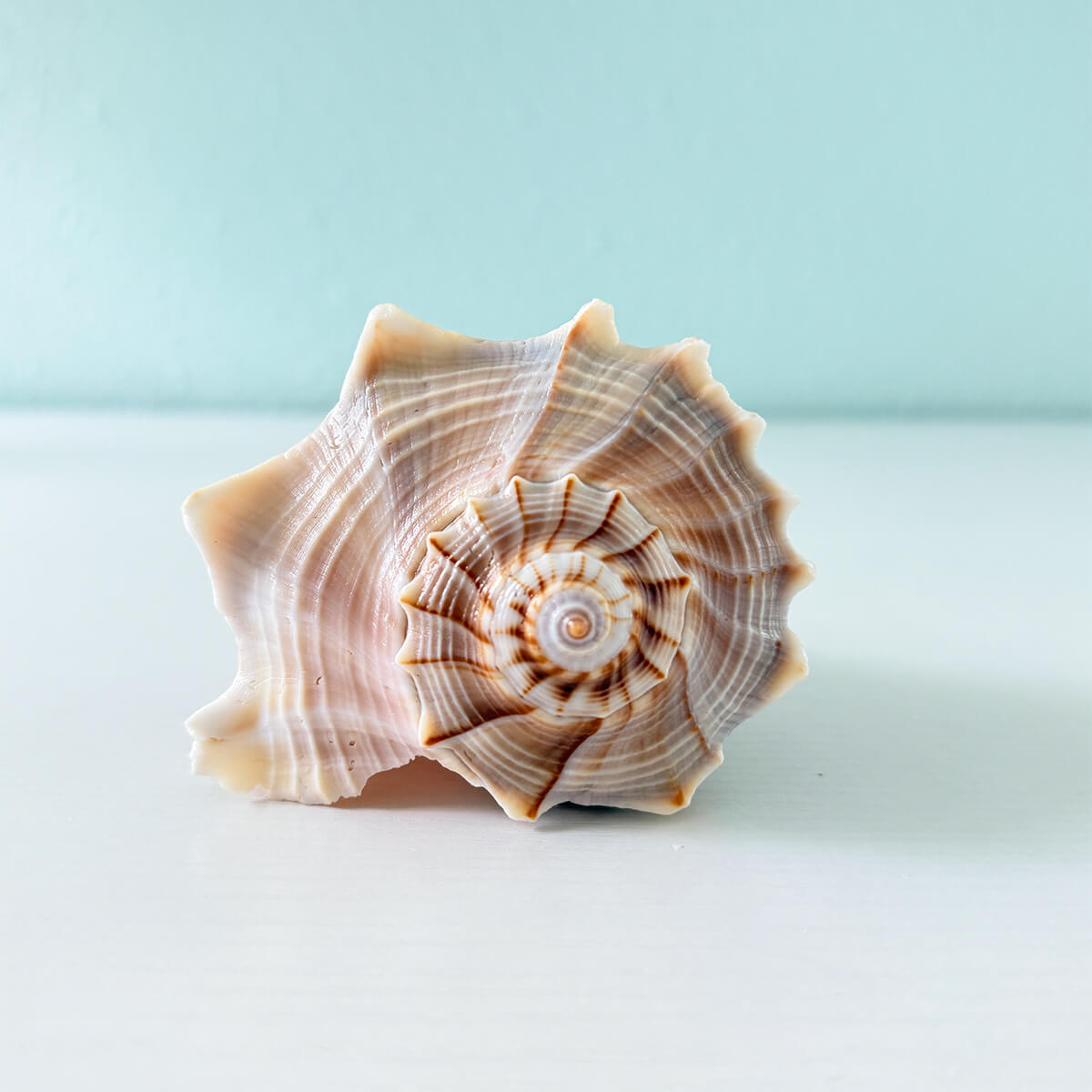 Large 7.5 inch Lightning Whelk shell with light tan and cream swirled coloring and pronounced spikes hand-picked from St. Pete Beach Florida
