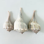 Florida Lightning Whelk Seashells (Bundle of 3)