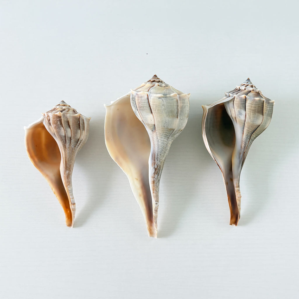Florida Lightning Whelk Seashells (Bundle of 3)