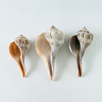 Florida Lightning Whelk Seashells (Bundle of 3)