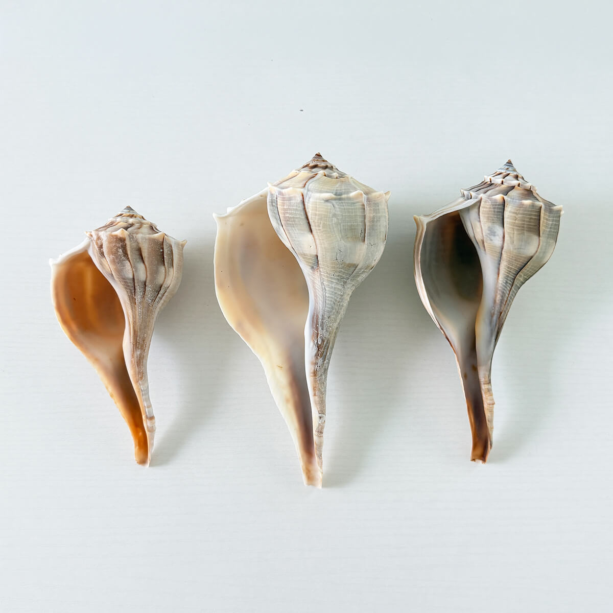 Florida Lightning Whelk Seashells (Bundle of 3)