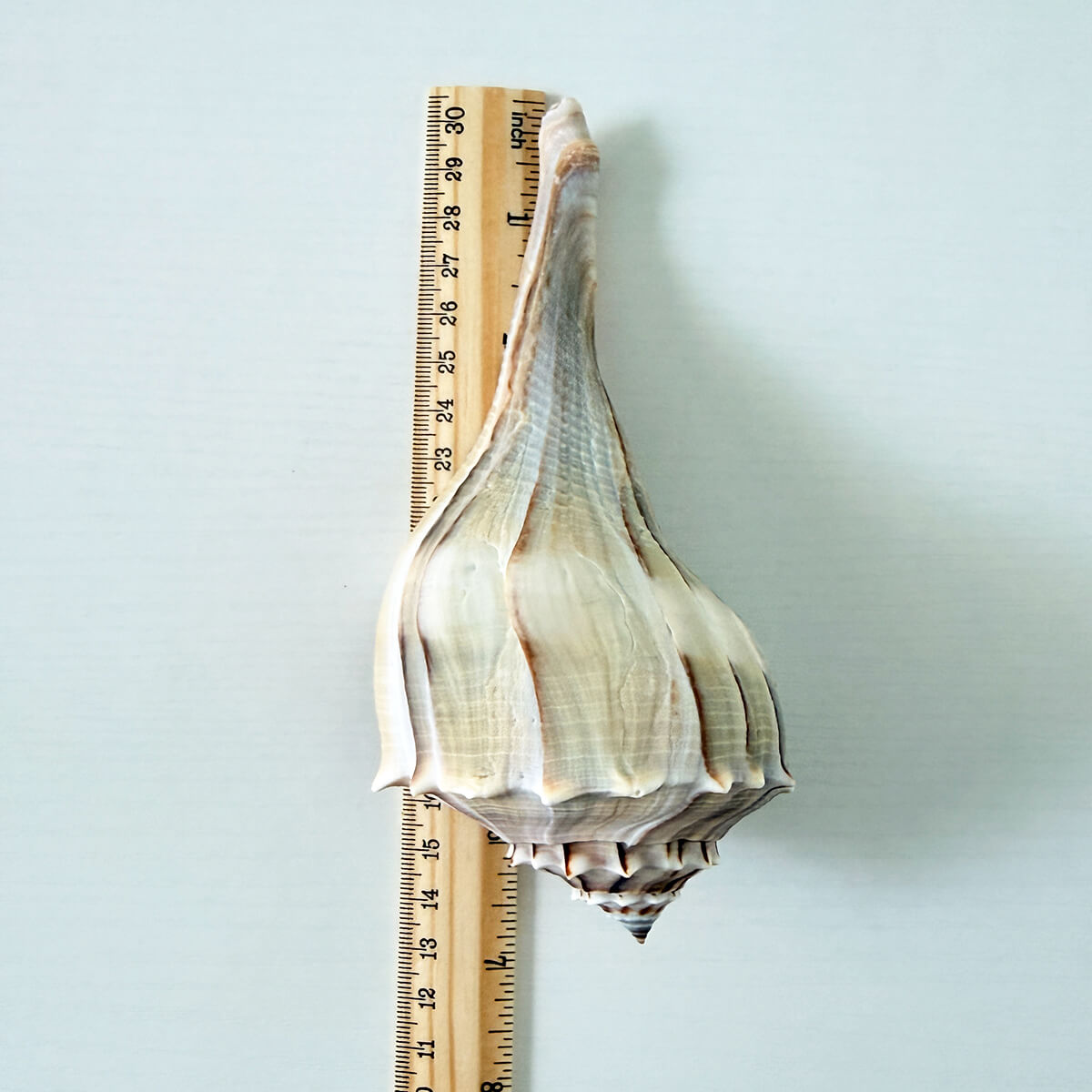 Florida Lightning Whelk Seashells (Bundle of 3)