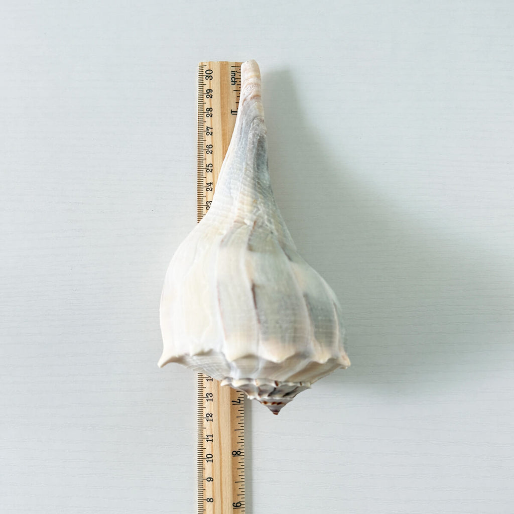 Florida Lightning Whelk Seashells (Bundle of 3)