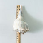 Florida Lightning Whelk Seashells (Bundle of 3)