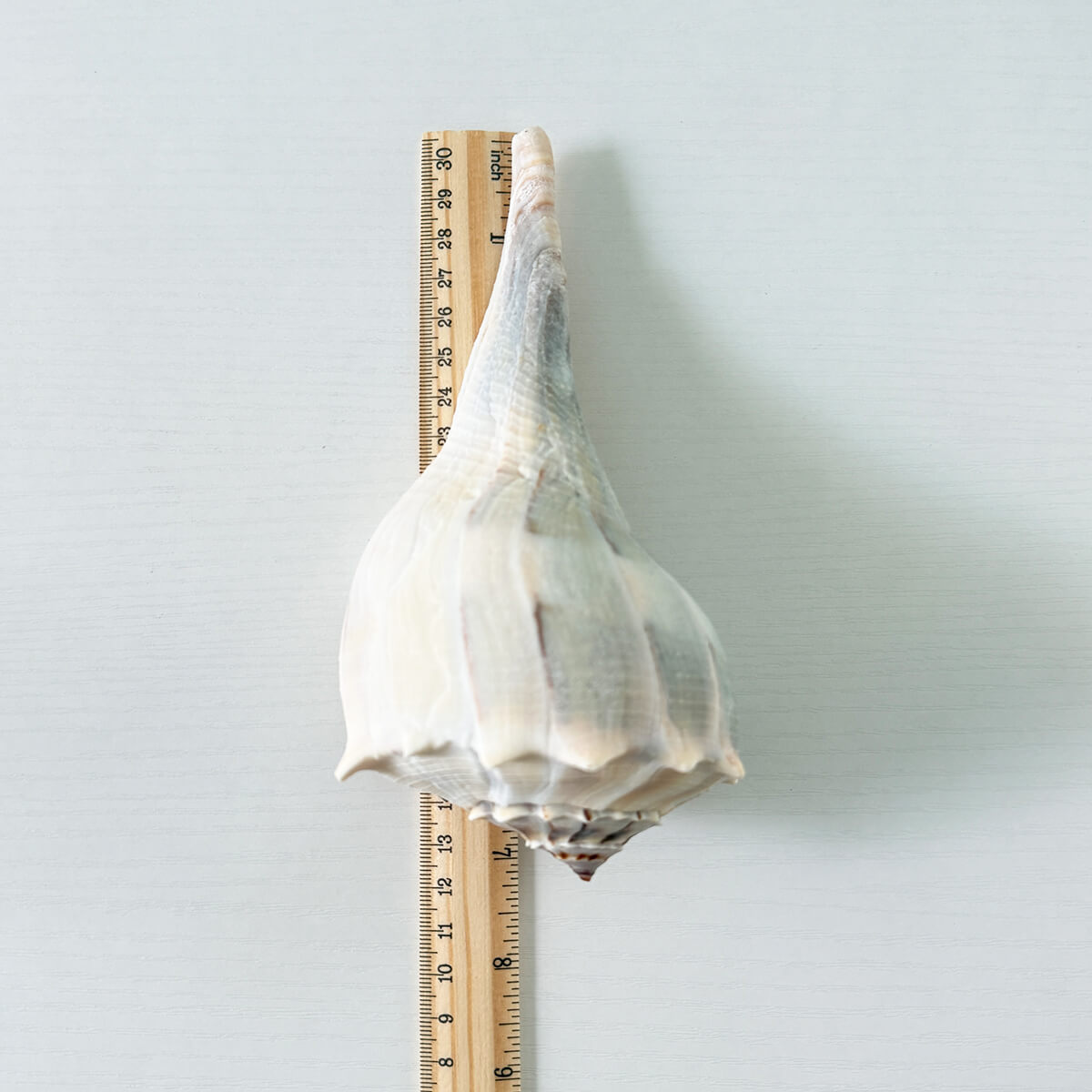 Florida Lightning Whelk Seashells (Bundle of 3)