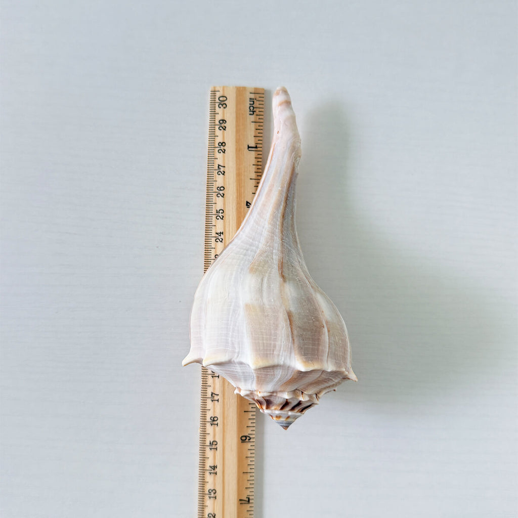Florida Lightning Whelk Seashells (Bundle of 3)