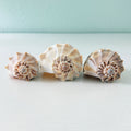 Three large Florida Lightning Whelk shells in white, gray, cream, and tan tones ranging from 6 to 7.5 inches hand-picked from St. Pete Beach