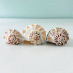 Three large Florida Lightning Whelk shells in white, gray, cream, and tan tones ranging from 6 to 7.5 inches hand-picked from St. Pete Beach