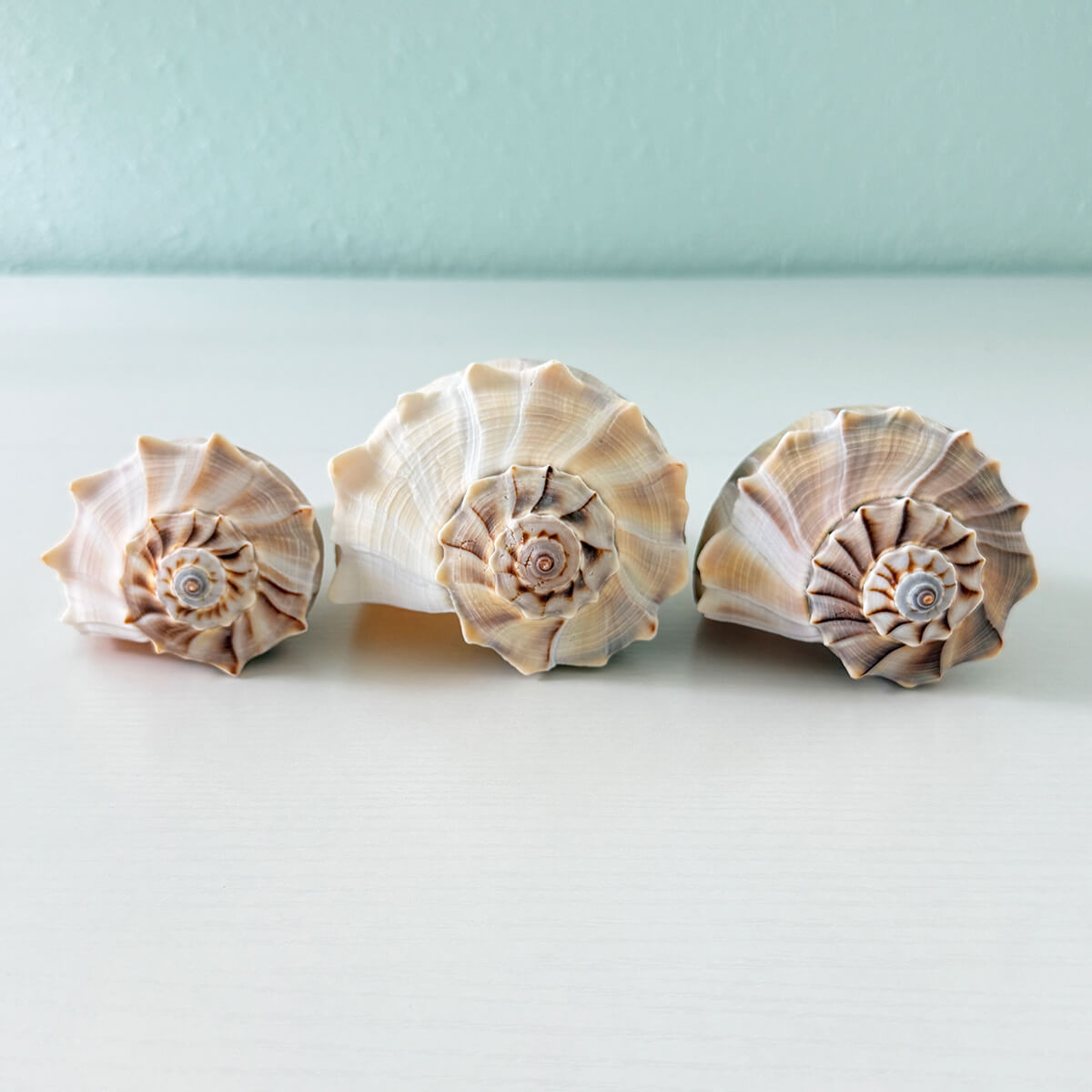 Three large Florida Lightning Whelk shells in white, gray, cream, and tan tones ranging from 6 to 7.5 inches hand-picked from St. Pete Beach
