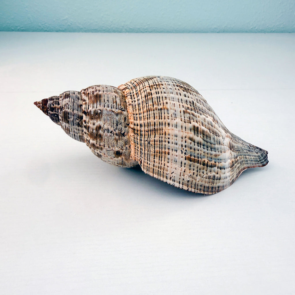 MASSIVE True Tulip Seashell (7.5 inches)