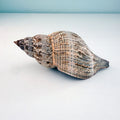 MASSIVE True Tulip Seashell (7.5 inches)