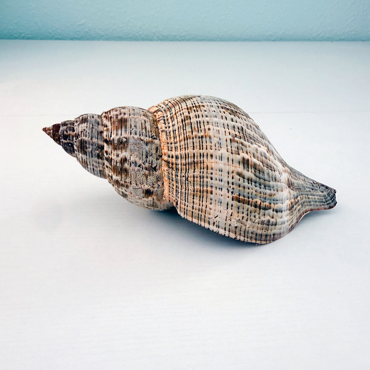 MASSIVE True Tulip Seashell (7.5 inches)