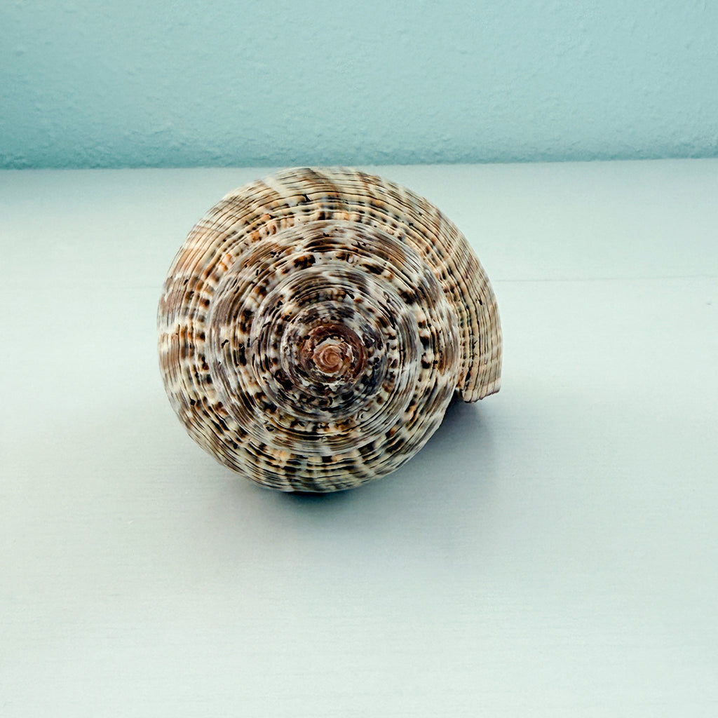 MASSIVE True Tulip Seashell (7.5 inches)