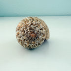 MASSIVE True Tulip Seashell (7.5 inches)