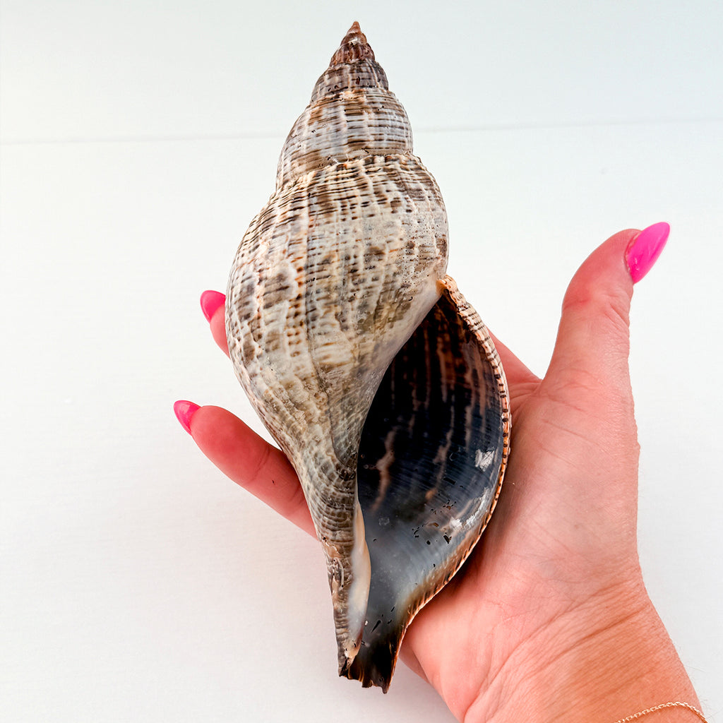 MASSIVE True Tulip Seashell (7.5 inches)