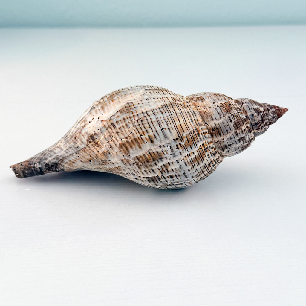 MASSIVE True Tulip Seashell (7.5 inches)