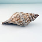 MASSIVE True Tulip Seashell (7.5 inches)