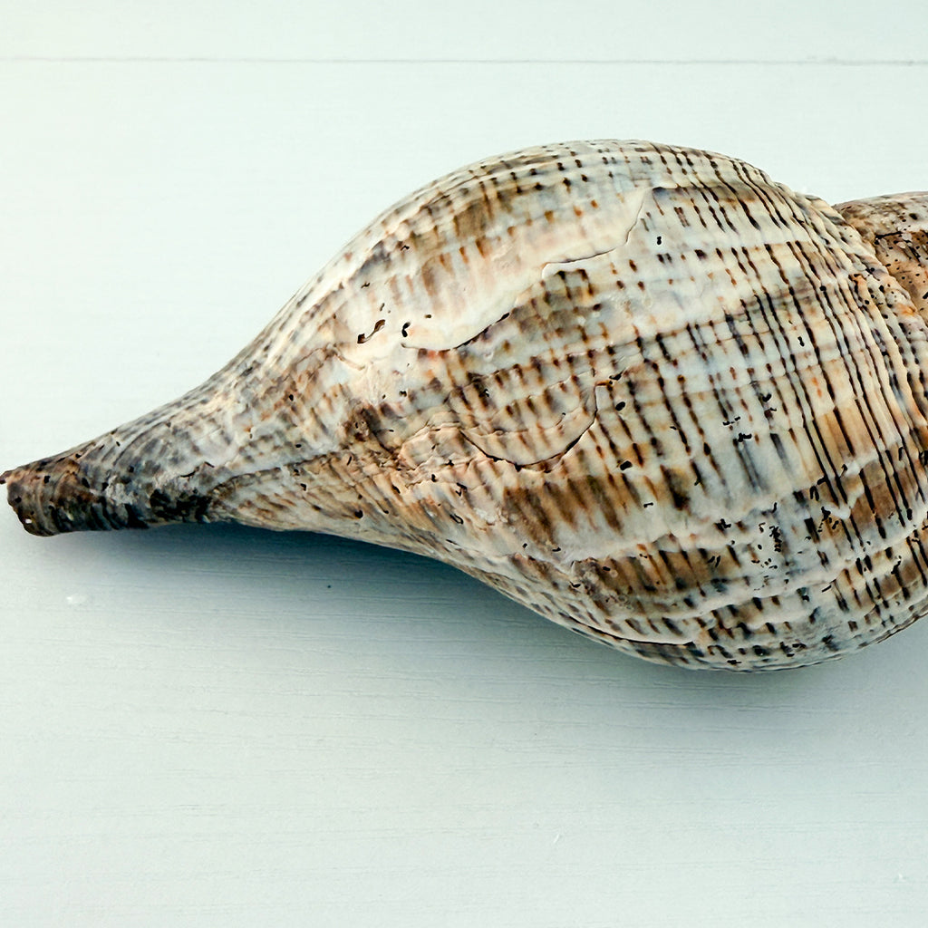 MASSIVE True Tulip Seashell (7.5 inches)