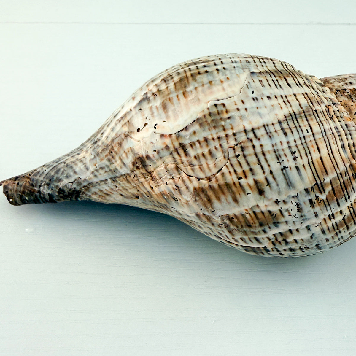 MASSIVE True Tulip Seashell (7.5 inches)