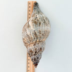 MASSIVE True Tulip Seashell (7.5 inches)