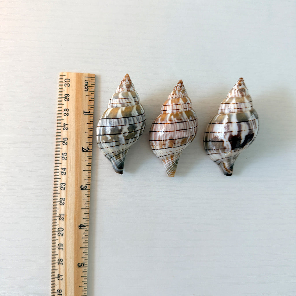 Mixed Florida Shells Medium Size Shells (Bundle of 18)