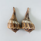 Florida Lightning Whelk Seashells (Bundle of 2)