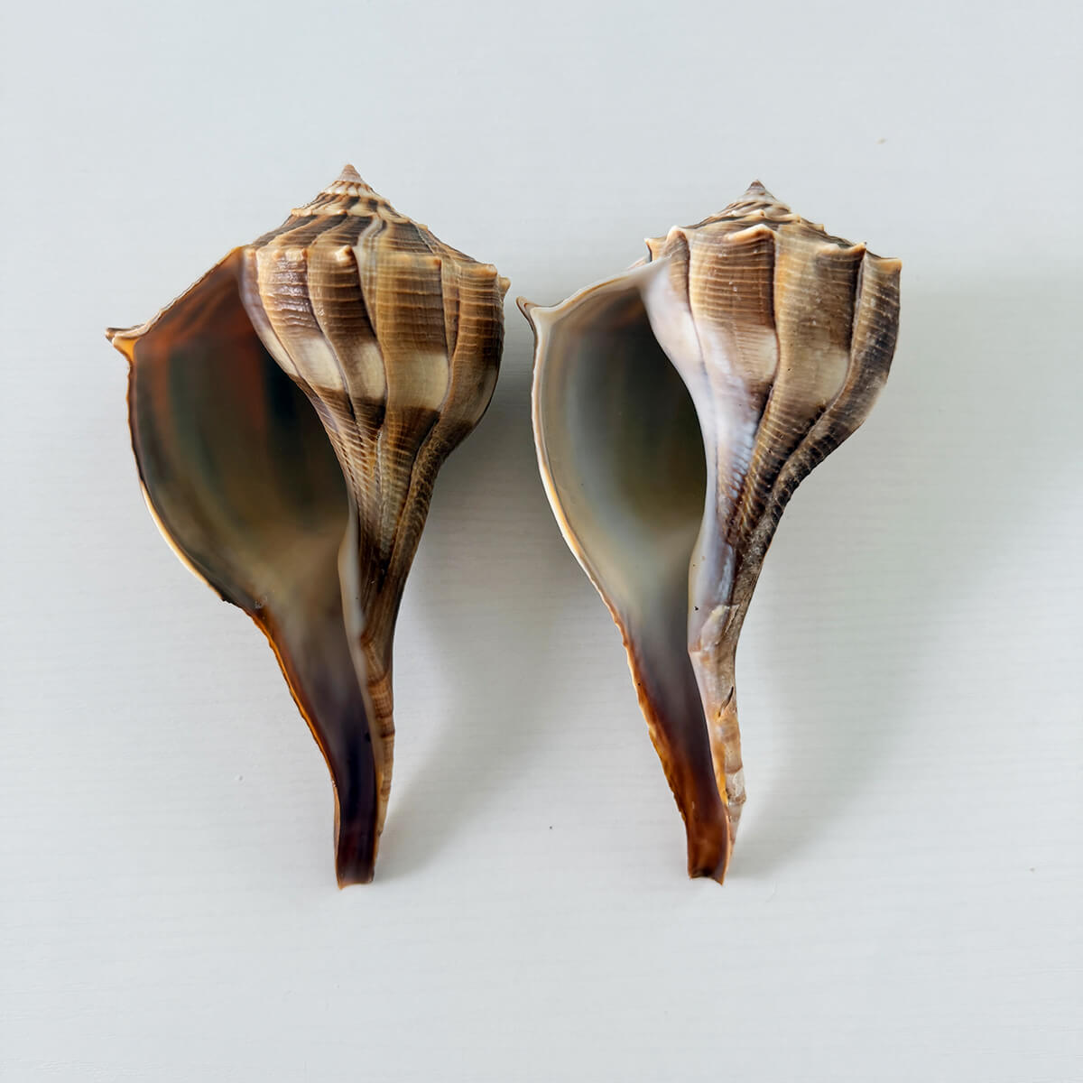 Florida Lightning Whelk Seashells (Bundle of 2)