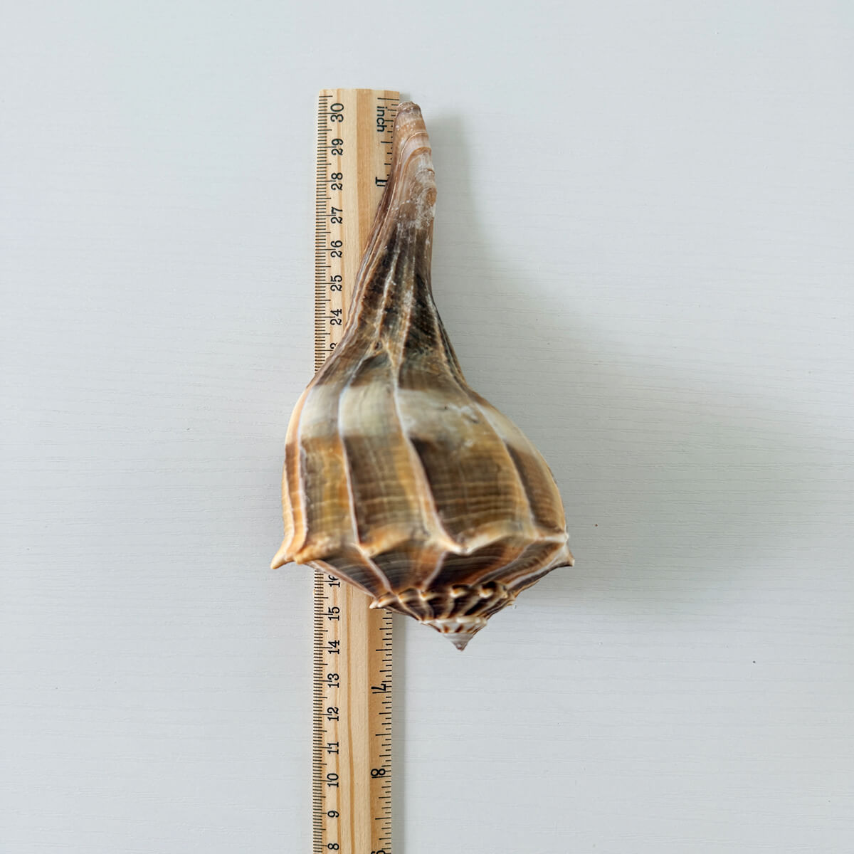 Florida Lightning Whelk Seashells (Bundle of 2)