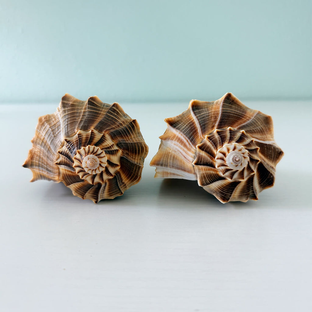 Two large chocolate brown and white swirled Lightning Whelk shells over 6.5 inches long hand-picked from St. Pete Beach Florida with beautiful natural coloring and minor ocean wear