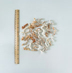 Florida Worm Seashell Bundle (25+ Shells)