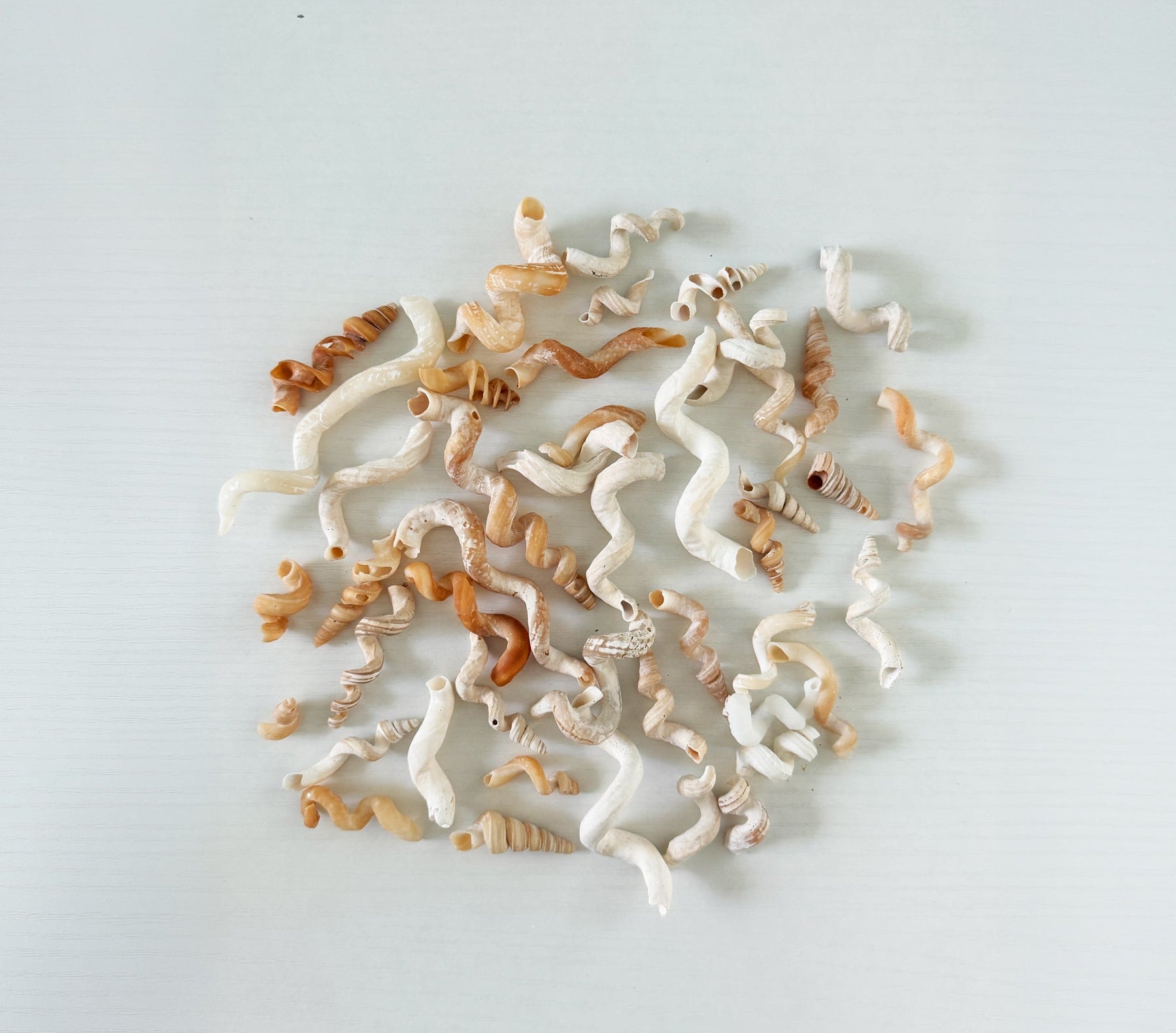 25 hand picked worm shells from southwest florida.