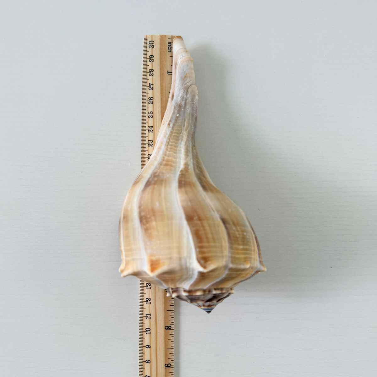 Florida Lightning Whelk Seashell