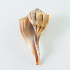 Florida Lightning Whelk Seashell