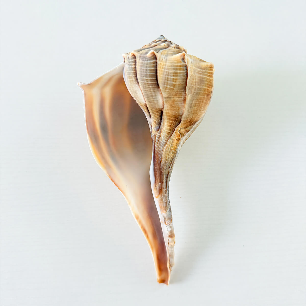 Florida Lightning Whelk Seashell