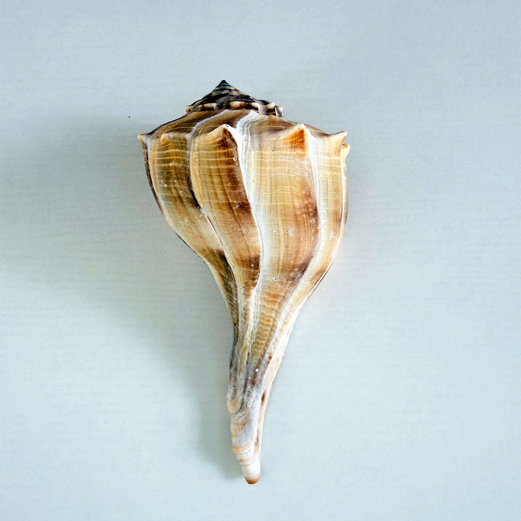 Florida Lightning Whelk Seashell