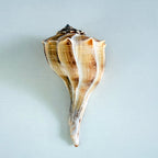 Florida Lightning Whelk Seashell