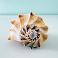 Large 7.75 inch yellow and white Lightning Whelk shell with rare blue tip hand-picked from St. Pete Beach Florida for shell collectors and coastal decor 🐚✨