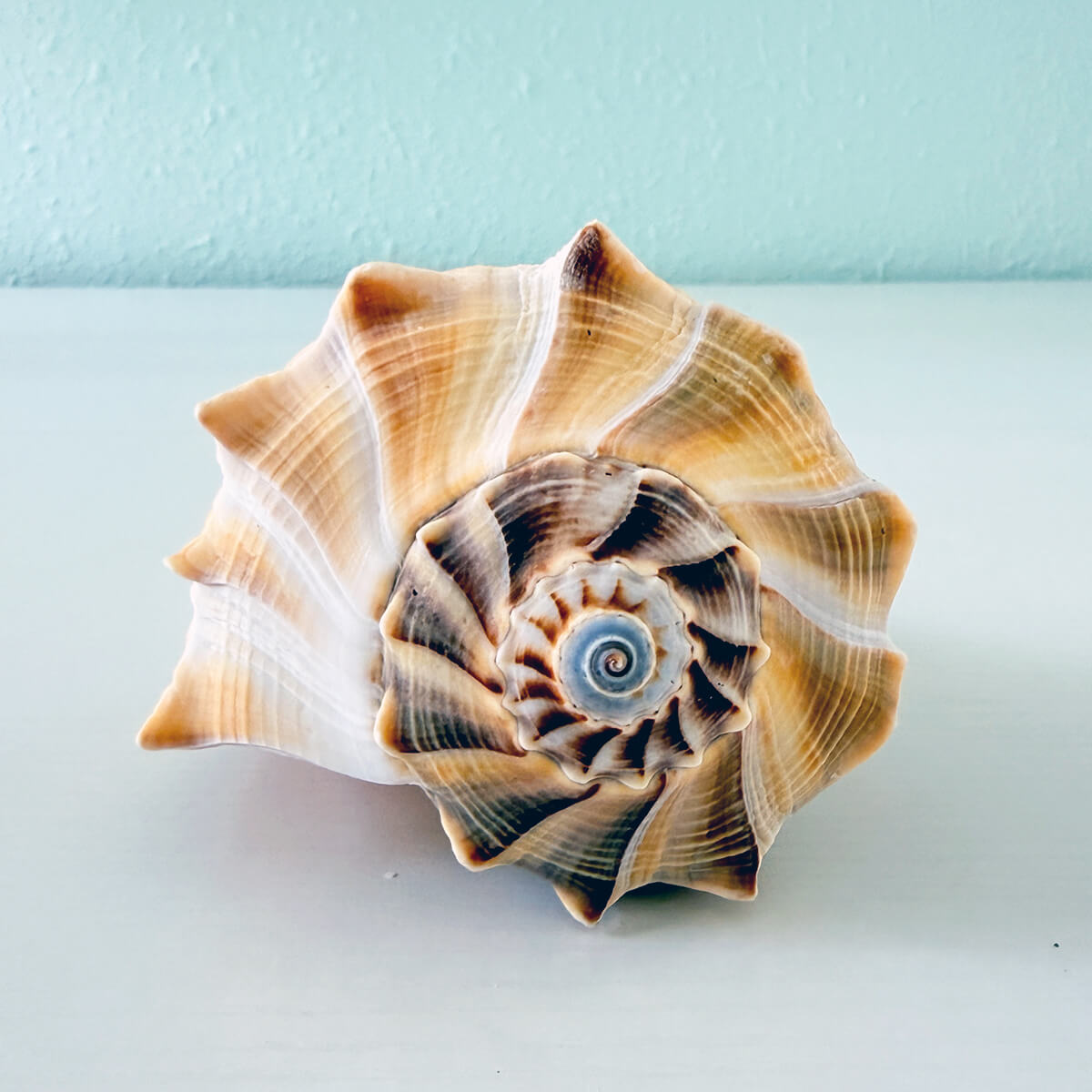 Large 7.75 inch yellow and white Lightning Whelk shell with rare blue tip hand-picked from St. Pete Beach Florida for shell collectors and coastal decor 🐚✨